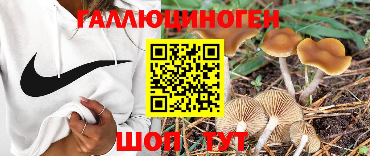 Псилоцибиновые грибы Cubensis Гудермес